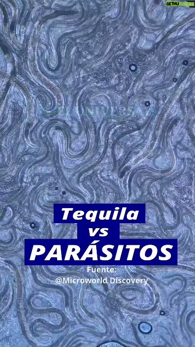 Cynthia Klitbo - 2K Likes - Veeeennn yo nomás me despsraítooooo hip! #tequila #tequileros #tequilita