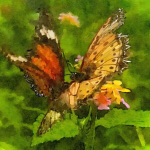 Debbie Millman Instagram - Butterflies in Aruba 🦋🇦🇼