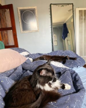Devin Lytle Instagram - Mars Ringo Star Bars Lytle passed peacefully, cradled in his favorite spot in the house on November 23, 2024. 🕊️🖤 I consider myself so lucky to have had this little soul at my feet, looking up at me, for the past 13 years.

Mars became my soulmate on my 3rd day in Los Angeles in 2011. He grabbed my hand when I stopped by @kittcrusaders stand in front of the Bank of America in Larchmont, and when he gave me the look, I knew I was done for. Gazing at you at eye level was always his favorite activity, as were belly rubs, napping in the crook of your arm, and following you from room to room.

I talked to Mars everyday. I whispered my secrets in exchange for purrs. Even when I was away from home, I always entertained this wild impulse to text him to keep him updated on everything. 

His purr sounded like he swallowed a pigeon but his meow was loud and clear. I’ll miss waking up to hearing him sing for breakfast and attention. In fact, the entire house feels empty without his presence, and I find myself looking for him throughout the day. 

Grief makes you feel like you’ve accidentally wandered off your path, and like you’re suddenly lost. Grief over a pet is all of that plus the weird expectation that you’ll recover quickly. While Patrick and I are officially back in reality, I keep the sound of his purrs rumbling in the back of my mind. 

If you have any stories of Mars - knowing him IRL or seeing him on the internet - please share. I need to read them all and file them in the forever part of my memory.