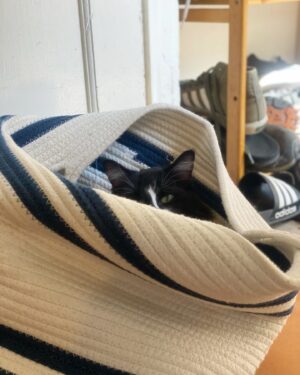 Devin Lytle Instagram - Mars Ringo Star Bars Lytle passed peacefully, cradled in his favorite spot in the house on November 23, 2024. 🕊️🖤 I consider myself so lucky to have had this little soul at my feet, looking up at me, for the past 13 years.

Mars became my soulmate on my 3rd day in Los Angeles in 2011. He grabbed my hand when I stopped by @kittcrusaders stand in front of the Bank of America in Larchmont, and when he gave me the look, I knew I was done for. Gazing at you at eye level was always his favorite activity, as were belly rubs, napping in the crook of your arm, and following you from room to room.

I talked to Mars everyday. I whispered my secrets in exchange for purrs. Even when I was away from home, I always entertained this wild impulse to text him to keep him updated on everything. 

His purr sounded like he swallowed a pigeon but his meow was loud and clear. I’ll miss waking up to hearing him sing for breakfast and attention. In fact, the entire house feels empty without his presence, and I find myself looking for him throughout the day. 

Grief makes you feel like you’ve accidentally wandered off your path, and like you’re suddenly lost. Grief over a pet is all of that plus the weird expectation that you’ll recover quickly. While Patrick and I are officially back in reality, I keep the sound of his purrs rumbling in the back of my mind. 

If you have any stories of Mars - knowing him IRL or seeing him on the internet - please share. I need to read them all and file them in the forever part of my memory.
