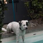 Dixie D’Amelio
