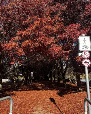 Ellyse Perry Instagram - 🍂 🪵🍁