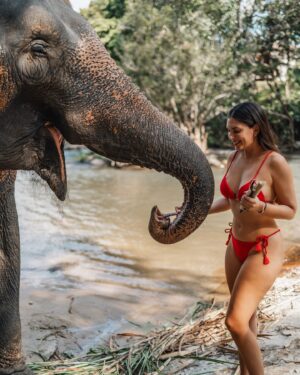 Eugenia Lemos Instagram - Momento mágico que jamás olvidaré 🥹🐘

Una experiencia inolvidable, fuimos a un Santuario de 
elefantes de #changmai , donde cuidan elefantes rescatados o huérfanos, y  les brindan una vida lo más natural pisible, buscando el bienestar de elefantes . 

En las noches los elefantes van solos a dormir a las afueras y en las mañanas regresan al santuario solos, lo dulces y amoroso que son no se puede creer .  Juegan para pedir comida, son muy suaves en sus movimientos  y muy amigables con las personas .  Esta tarde jamás la olvidaré  fue mágico poder alimentar y compartí con ellos 🥹🐘✨

En los santuarios de de elefantes puedes: observarlos en su habitad, una interacción ética con los elefantes , rehabilitación, rescate y educación. ✨🤍🐘

#tailandia 🇹🇭

Les cuento que en el santuario que fuimos nosotros
(leimos mucho antes) respetaban el encuentro, solo si ellos se acercaban y están a gusto, también hay actividades de observación, como observar de lejos al bebé elefante con su mamá y a los elefantes bañarse, comer , etc… 
Hoy día en Tailandia solo quedan 4.400 mil elefantes, hacia 1850 había 100.000 elefantes 💔
Tristemente en Tailandia existía un tradicional método de "domesticación" de elefantes, una costumbre arraigada desde hace muchos siglos y que formaba parte de la cultura del país 💔
Desde muy pequeños se separa a las crías de sus madres en estado salvaje, en ocasiones después de haberlas matado, y se les sometía a un cruel aislamiento y a la tortura hasta someterles y que sean totalmente sumisos al hombre de por vida 💔

 Actualmente, gracias a organizaciones como FAADA, Bring the Elephant Home o Elephant Family, se está mejorando la situación del elefante asiático y su supervivencia, cuidando su hábitat natural y con un trato más ético de los animales en cautiverio.
Estás organizaciones fomentan un turismo sostenible, donde se conocen e interactúan de forma ética con los elefantes, de manera responsable apoyando santuarios y centros de rescate de elefantes para poder darles una mejor vida en  Tailandia 🙏