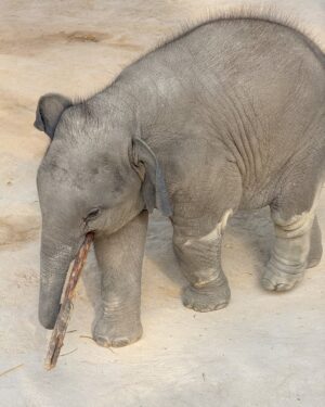 Eugenia Lemos Instagram - Momento mágico que jamás olvidaré 🥹🐘

Una experiencia inolvidable, fuimos a un Santuario de 
elefantes de #changmai , donde cuidan elefantes rescatados o huérfanos, y  les brindan una vida lo más natural pisible, buscando el bienestar de elefantes . 

En las noches los elefantes van solos a dormir a las afueras y en las mañanas regresan al santuario solos, lo dulces y amoroso que son no se puede creer .  Juegan para pedir comida, son muy suaves en sus movimientos  y muy amigables con las personas .  Esta tarde jamás la olvidaré  fue mágico poder alimentar y compartí con ellos 🥹🐘✨

En los santuarios de de elefantes puedes: observarlos en su habitad, una interacción ética con los elefantes , rehabilitación, rescate y educación. ✨🤍🐘

#tailandia 🇹🇭

Les cuento que en el santuario que fuimos nosotros
(leimos mucho antes) respetaban el encuentro, solo si ellos se acercaban y están a gusto, también hay actividades de observación, como observar de lejos al bebé elefante con su mamá y a los elefantes bañarse, comer , etc… 
Hoy día en Tailandia solo quedan 4.400 mil elefantes, hacia 1850 había 100.000 elefantes 💔
Tristemente en Tailandia existía un tradicional método de "domesticación" de elefantes, una costumbre arraigada desde hace muchos siglos y que formaba parte de la cultura del país 💔
Desde muy pequeños se separa a las crías de sus madres en estado salvaje, en ocasiones después de haberlas matado, y se les sometía a un cruel aislamiento y a la tortura hasta someterles y que sean totalmente sumisos al hombre de por vida 💔

 Actualmente, gracias a organizaciones como FAADA, Bring the Elephant Home o Elephant Family, se está mejorando la situación del elefante asiático y su supervivencia, cuidando su hábitat natural y con un trato más ético de los animales en cautiverio.
Estás organizaciones fomentan un turismo sostenible, donde se conocen e interactúan de forma ética con los elefantes, de manera responsable apoyando santuarios y centros de rescate de elefantes para poder darles una mejor vida en  Tailandia 🙏