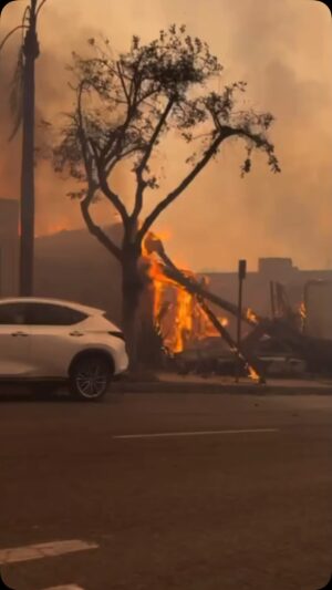 Eve Torres Instagram - Thank you to everyone who has reached out to us regarding the devastating fires that Los Angeles is currently experiencing. Thousands of families have been displaced and many of them lost everything. Some of these are our dear friends and students. 

We are grateful that Gracie University is in what is still considered a safe zone, so we will resume classes, with air conditioning and air purifiers pumping, while also prioritizing the families  in need. 

We are accumulating donations at @GracieUniversityHQ for the following essential items:

* First aid kits
* Bottled water or other packaged drinks
* Garbage bags
* Batteries, flashlights or device chargers
* Hygiene products from soap, disinfectants, hand sanitizer or laundry detergents
* Infant care items such as formula, diapers, and rash cream
* Blankets or pillows
* Underwear or socks
* Packaged or nonperishable food items and snacks
* Children entertainment from toys to books

If you’d like to help, bring your items to Gracie University, and we will get them to distribution centers or directly to the affected families. 

For the women who registered for our free seminar this Sunday, we are postponing it two weeks (to Sunday, January 26 at 3pm). You will be receiving more information to your email. 

Sending love and strength to our Los Angeles community, and so much gratitude for our first responders who are so courageously fighting what appears to be an impossible fight. 💔