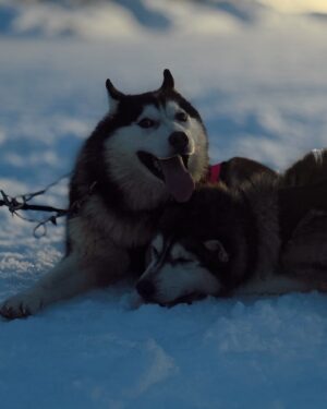 Evgenia Samara Instagram - [364/366•2024]*
___________________
Bucket list getting shorter and shorter these days…
Dog sledding and petting 🫠✅

#articlife #huskysledding