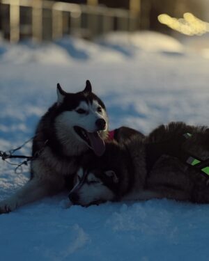 Evgenia Samara Instagram - [364/366•2024]*
___________________
Bucket list getting shorter and shorter these days…
Dog sledding and petting 🫠✅

#articlife #huskysledding