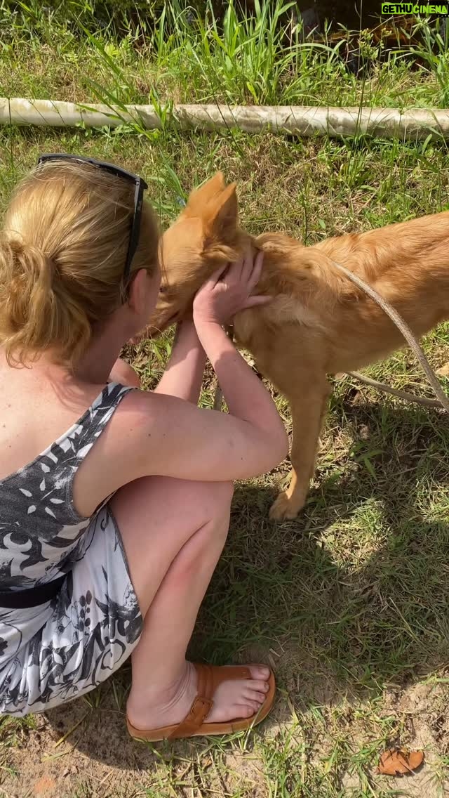 Guta Stresser - 3.8K Likes - Galera cachorreira de todo o Brasil!!! Sem palavras 😅 Pensem em uma alegria 🤩 O reBento voltou para a mamãe tutora que estava há dois dias inconsolável 🙏🏼 a Ana, futura craque do vôlei, moradora de Itapoá, foi a nossa heroína que resgatou o piá no mato, escondido entre flores e uma vala! Depois conto mais dessa história aqui, do meu ponto de vista… porque do dele, é função de Pixar Disney 😅 Só Deus sabe como ele passou esses dois dias no mato, escondido. Ta cheio de carrapato mas já estou catando um por um. Ele tá feliz e eu também ❤️🍀 E estamos muito gratos a todos vcs que ajudaram a gente a se reencontrar ❤️ “A vida vale a pena” msm, como disse a Nanda quando ganhou o golden globe!!!! Vale muito a pena! E esse reencontro só me comprovou o quanto! Estamos bem, juntos, em Itapoá, descansando. Obrigada meus amigos!!!! Obrigada família!!! Muito obrigada ☺️ Hoje é dia de agradecer 🙌
.
#gutaebento #juntosoutravez #gutastresser #cãoencontrado #bentovoltoupragente