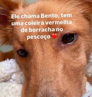 Guta Stresser Instagram - Atenção, Alices de Itapoá-SC!

Precisamos da sua ajuda para encontrar o Bento!

A atriz curitibana Guta Stresser @gutastresser está em busca de seu cachorrinho, que fugiu no último final de semana em Itapoá. O Bento é um filhote adotado há cerca de dois meses e já muito amado. Ele é tímido e medroso, pois sofreu traumas antes de ser resgatado.

Algumas características:
🐾 Tem medo de pessoas, principalmente homens.
🐾 Se assusta com carros, barulhos altos, chuva e fogos.

Se você estiver na região e avistar o Bento, entre em contato! Vamos unir forças para ajudar a Guta e trazer o Bento de volta para casa.

Compartilhe esta mensagem com quem puder! Juntas somos mais fortes. 💕