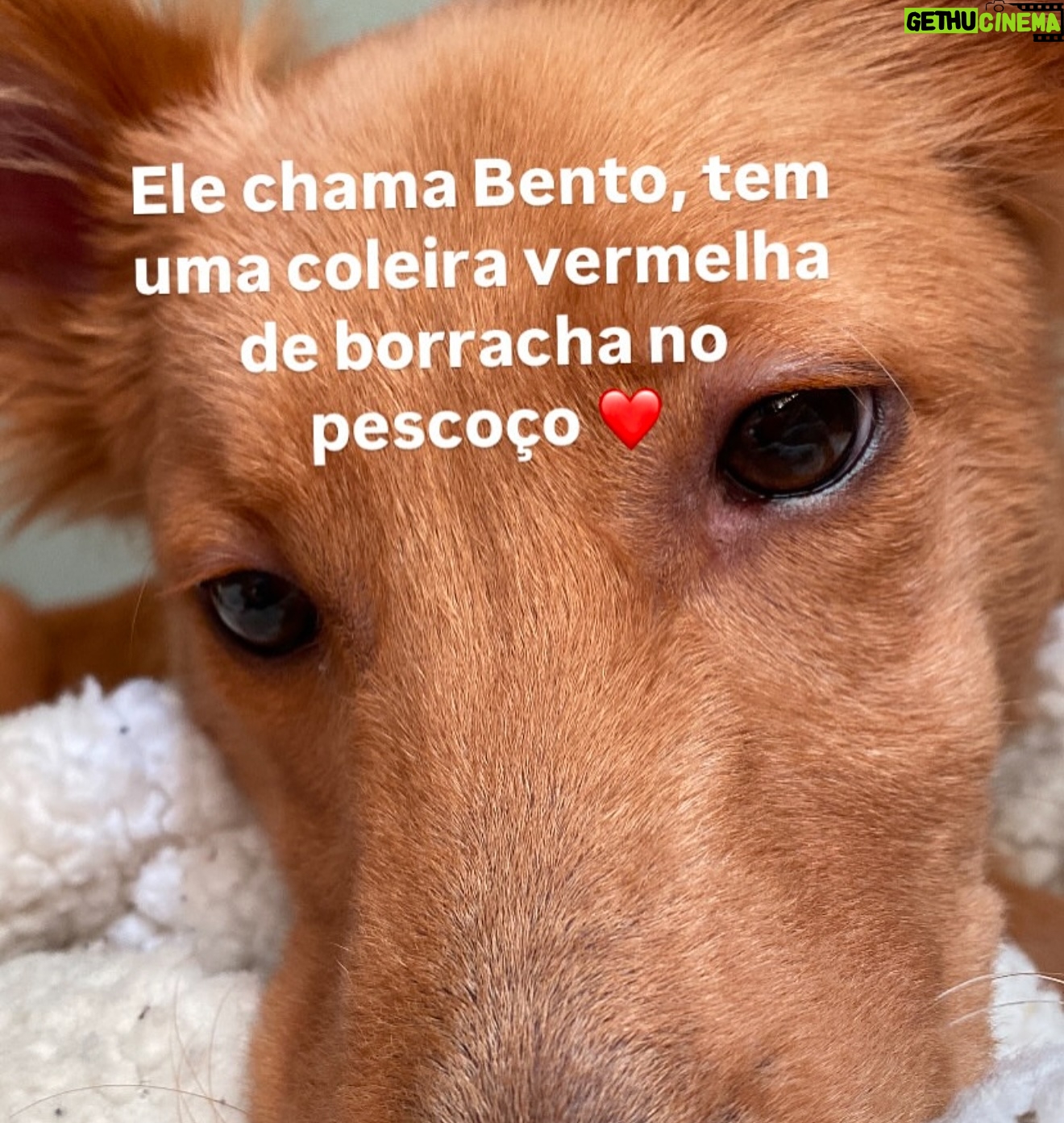 Guta Stresser - 659 Likes - Atenção, Alices de Itapoá-SC!
Precisamos da sua ajuda para encontrar o Bento!
A atriz curitibana Guta Stresser @gutastresser está em busca de seu cachorrinho, que fugiu no último final de semana em Itapoá. O Bento é um filhote adotado há cerca de dois meses e já muito amado. Ele é tímido e medroso, pois sofreu traumas antes de ser resgatado.
Algumas características:
🐾 Tem medo de pessoas, principalmente homens.
🐾 Se assusta com carros, barulhos altos, chuva e fogos.
Se você estiver na região e avistar o Bento, entre em contato! Vamos unir forças para ajudar a Guta e trazer o Bento de volta para casa.
Compartilhe esta mensagem com quem puder! Juntas somos mais fortes. 💕
