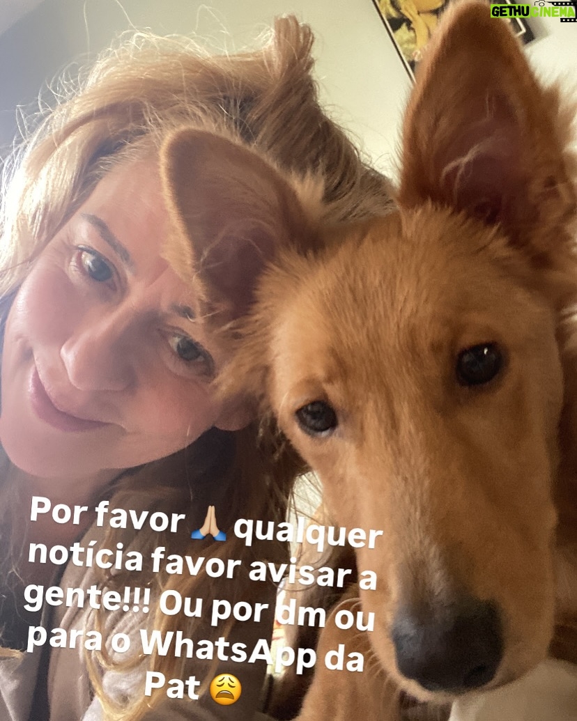 Guta Stresser - 5K Likes - O BENTO JÁ FOI ENCONTRADO, ESTÁ BEM E ESTÁ EM PAZ E PROTEGIDO ❤️
Amigos, meu novo filhote, o Bento, adotado a cerca de dois meses e já muitooooo amado por mim, fugiu ontem da casa em que estávamos hospedados para o fim de semana em Itapoá, SC.Ele fugiu ontem perto do fim da manhã e, assustado, pois é medroso, já que aparenta traumas do que deve ter sofrido antes da adoção e do resgate e tem muito medo de gente em geral, principalmente de homens, de carros, de chuva a de barulhos, tipo fogos.A ONG de que eu adotei é ótima, @adocaosos4patas.pr @sos4patas.pr e estão me ajudando, além de grupos da cidade de WhatsApp e Facebook e outros nacionais especializados em pets desaparecidos. Eu estou em frangalhos e desde ontem só faço procurar e perguntar e rezar, chorar e gritar. Desde a sua adoção que somos grudados e nunca tinha dormido uma noite sem ele, que como sempre foi muito medroso, era o lugar que desde o primeiro dia ele se sentiu mais tranquilo e confortável. O Bento é feliz comigo, eu o amo gigante e tenho certeza do amor dele por mim também. Ele se assustou com dois garotos que estavam também hospedados nessa casa de um amigo, e infelizmente alguém tinha deixado o portão aberto. Os meninos correram atrás dele para tentar pega-lo, mas ele ficou mais assustado e fugiu deles! 😫😭😩 Pode estar entocado em algum canto, ou foi acolhido por alguma boa alma, mas não pode ter evaporado! Itapoá não é uma cidade grande, mas tem muito matagal e também casas em construção e bastante conteiners e caçambas e outros lugares onde ele possa ter se escondido.
Por favor! Compartilhem!!
Estou em Guaratuba, praia adjacente a Itapoá, já no PR, na casa do primo Rodrigo e da esposa Rafa aguardando notícias e o @mattheusboeckoficial , amigo que nos hospedava, procurando em Itapoá. Grupos da cidade compartilharam e qualquer informação podem falar com o @mattheusboeckoficial por dm ou comigo através do telefone de contato que consta no meu perfil, da @paty.blanco ou dm pra mim aqui ou pra Paty no @acervodeatores 🙏🏼
Estou esperançosa, mas arrasada e desde ontem só penso em encontrar o Bento. Meu reBento
.
#gutastresser #bento #bentoeguta #itapoá #ENCONTRADO