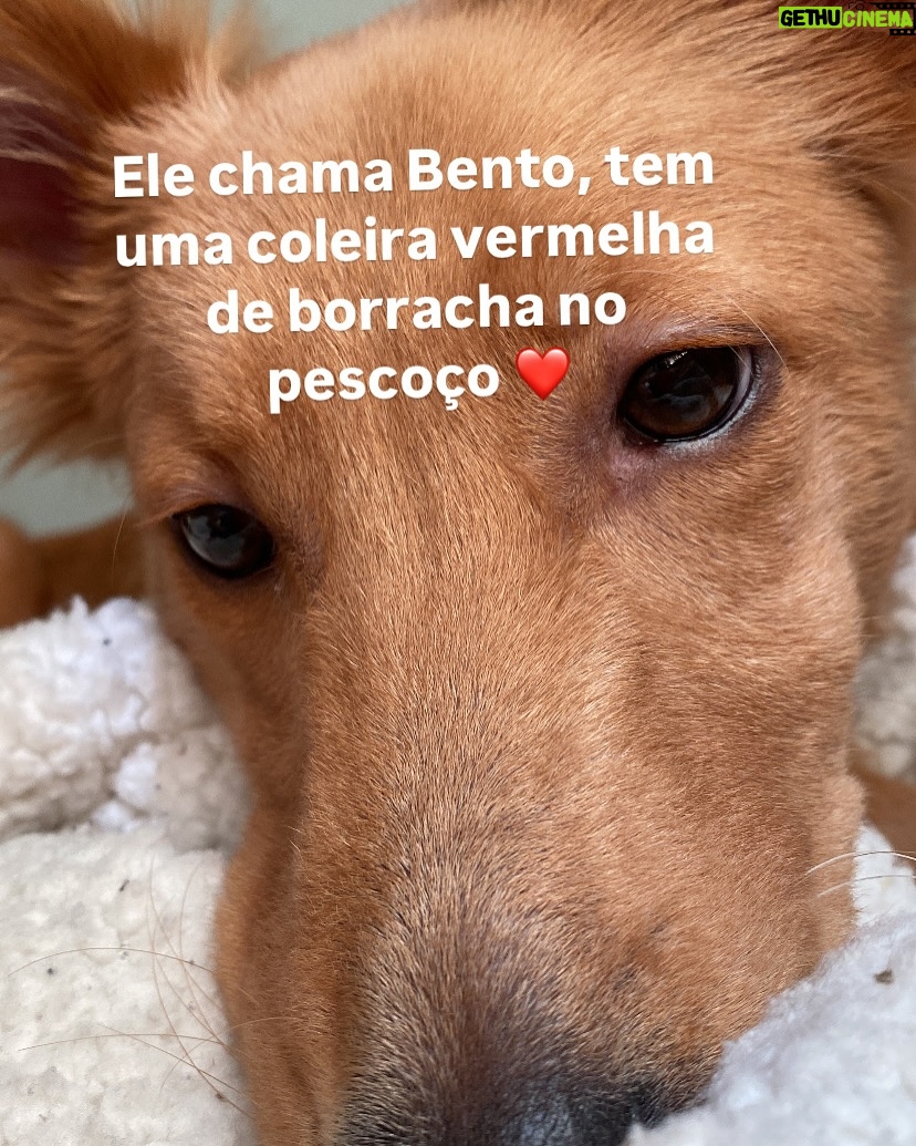 Guta Stresser - 5K Likes - O BENTO JÁ FOI ENCONTRADO, ESTÁ BEM E ESTÁ EM PAZ E PROTEGIDO ❤️
Amigos, meu novo filhote, o Bento, adotado a cerca de dois meses e já muitooooo amado por mim, fugiu ontem da casa em que estávamos hospedados para o fim de semana em Itapoá, SC.Ele fugiu ontem perto do fim da manhã e, assustado, pois é medroso, já que aparenta traumas do que deve ter sofrido antes da adoção e do resgate e tem muito medo de gente em geral, principalmente de homens, de carros, de chuva a de barulhos, tipo fogos.A ONG de que eu adotei é ótima, @adocaosos4patas.pr @sos4patas.pr e estão me ajudando, além de grupos da cidade de WhatsApp e Facebook e outros nacionais especializados em pets desaparecidos. Eu estou em frangalhos e desde ontem só faço procurar e perguntar e rezar, chorar e gritar. Desde a sua adoção que somos grudados e nunca tinha dormido uma noite sem ele, que como sempre foi muito medroso, era o lugar que desde o primeiro dia ele se sentiu mais tranquilo e confortável. O Bento é feliz comigo, eu o amo gigante e tenho certeza do amor dele por mim também. Ele se assustou com dois garotos que estavam também hospedados nessa casa de um amigo, e infelizmente alguém tinha deixado o portão aberto. Os meninos correram atrás dele para tentar pega-lo, mas ele ficou mais assustado e fugiu deles! 😫😭😩 Pode estar entocado em algum canto, ou foi acolhido por alguma boa alma, mas não pode ter evaporado! Itapoá não é uma cidade grande, mas tem muito matagal e também casas em construção e bastante conteiners e caçambas e outros lugares onde ele possa ter se escondido.
Por favor! Compartilhem!!
Estou em Guaratuba, praia adjacente a Itapoá, já no PR, na casa do primo Rodrigo e da esposa Rafa aguardando notícias e o @mattheusboeckoficial , amigo que nos hospedava, procurando em Itapoá. Grupos da cidade compartilharam e qualquer informação podem falar com o @mattheusboeckoficial por dm ou comigo através do telefone de contato que consta no meu perfil, da @paty.blanco ou dm pra mim aqui ou pra Paty no @acervodeatores 🙏🏼
Estou esperançosa, mas arrasada e desde ontem só penso em encontrar o Bento. Meu reBento
.
#gutastresser #bento #bentoeguta #itapoá #ENCONTRADO