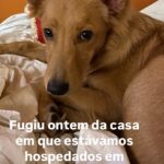 Guta Stresser