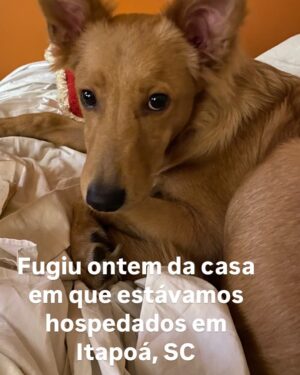 Guta Stresser Instagram - O BENTO JÁ FOI ENCONTRADO, ESTÁ BEM E ESTÁ EM PAZ E PROTEGIDO ❤️

Amigos, meu novo filhote, o Bento, adotado a cerca de dois meses e já muitooooo amado por mim, fugiu ontem da casa em que estávamos hospedados para o fim de semana em Itapoá, SC.Ele fugiu ontem perto do fim da manhã e, assustado, pois é medroso, já que aparenta traumas do que deve ter sofrido antes da adoção e do resgate e tem muito medo de gente em geral, principalmente de homens, de carros, de chuva a de barulhos, tipo fogos.A ONG de que eu adotei é ótima, @adocaosos4patas.pr @sos4patas.pr e estão me ajudando, além de grupos da cidade de WhatsApp e Facebook e outros nacionais especializados em pets desaparecidos. Eu estou em frangalhos e desde ontem só faço procurar e perguntar e rezar, chorar e gritar. Desde a sua adoção que somos grudados e nunca tinha dormido uma noite sem ele, que como sempre foi muito medroso, era o lugar que desde o primeiro dia ele se sentiu mais tranquilo e confortável. O Bento é feliz comigo, eu o amo gigante e tenho certeza do amor dele por mim também. Ele se assustou com dois garotos que estavam também hospedados nessa casa de um amigo, e infelizmente alguém tinha deixado o portão aberto. Os meninos correram atrás dele para tentar pega-lo, mas ele ficou mais assustado e fugiu deles! 😫😭😩 Pode estar entocado em algum canto, ou foi acolhido por alguma boa alma, mas não pode ter evaporado! Itapoá não é uma  cidade grande, mas tem muito matagal e também casas em construção e bastante conteiners e caçambas e outros lugares onde ele possa ter se escondido. 
Por favor! Compartilhem!!
Estou em Guaratuba, praia adjacente a Itapoá, já no PR, na casa do primo Rodrigo e da esposa Rafa aguardando notícias e o @mattheusboeckoficial , amigo que nos hospedava, procurando em Itapoá. Grupos da cidade compartilharam e qualquer informação podem falar com o @mattheusboeckoficial por dm ou comigo através do telefone de contato que consta no meu perfil, da @paty.blanco ou dm pra mim aqui ou pra Paty no @acervodeatores 🙏🏼 
Estou esperançosa, mas arrasada e desde ontem só penso em encontrar o Bento. Meu reBento
.
#gutastresser #bento #bentoeguta #itapoá #ENCONTRADO