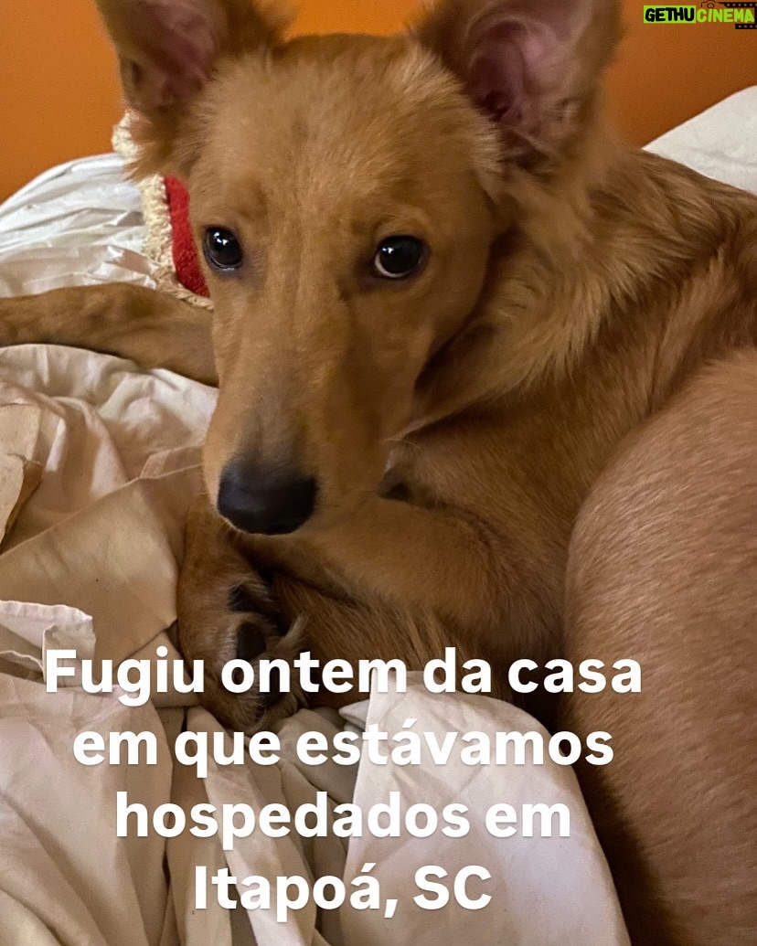 Guta Stresser - 5K Likes - O BENTO JÁ FOI ENCONTRADO, ESTÁ BEM E ESTÁ EM PAZ E PROTEGIDO ❤️
Amigos, meu novo filhote, o Bento, adotado a cerca de dois meses e já muitooooo amado por mim, fugiu ontem da casa em que estávamos hospedados para o fim de semana em Itapoá, SC.Ele fugiu ontem perto do fim da manhã e, assustado, pois é medroso, já que aparenta traumas do que deve ter sofrido antes da adoção e do resgate e tem muito medo de gente em geral, principalmente de homens, de carros, de chuva a de barulhos, tipo fogos.A ONG de que eu adotei é ótima, @adocaosos4patas.pr @sos4patas.pr e estão me ajudando, além de grupos da cidade de WhatsApp e Facebook e outros nacionais especializados em pets desaparecidos. Eu estou em frangalhos e desde ontem só faço procurar e perguntar e rezar, chorar e gritar. Desde a sua adoção que somos grudados e nunca tinha dormido uma noite sem ele, que como sempre foi muito medroso, era o lugar que desde o primeiro dia ele se sentiu mais tranquilo e confortável. O Bento é feliz comigo, eu o amo gigante e tenho certeza do amor dele por mim também. Ele se assustou com dois garotos que estavam também hospedados nessa casa de um amigo, e infelizmente alguém tinha deixado o portão aberto. Os meninos correram atrás dele para tentar pega-lo, mas ele ficou mais assustado e fugiu deles! 😫😭😩 Pode estar entocado em algum canto, ou foi acolhido por alguma boa alma, mas não pode ter evaporado! Itapoá não é uma cidade grande, mas tem muito matagal e também casas em construção e bastante conteiners e caçambas e outros lugares onde ele possa ter se escondido.
Por favor! Compartilhem!!
Estou em Guaratuba, praia adjacente a Itapoá, já no PR, na casa do primo Rodrigo e da esposa Rafa aguardando notícias e o @mattheusboeckoficial , amigo que nos hospedava, procurando em Itapoá. Grupos da cidade compartilharam e qualquer informação podem falar com o @mattheusboeckoficial por dm ou comigo através do telefone de contato que consta no meu perfil, da @paty.blanco ou dm pra mim aqui ou pra Paty no @acervodeatores 🙏🏼
Estou esperançosa, mas arrasada e desde ontem só penso em encontrar o Bento. Meu reBento
.
#gutastresser #bento #bentoeguta #itapoá #ENCONTRADO