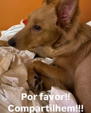 Guta Stresser Instagram - O BENTO JÁ FOI ENCONTRADO, ESTÁ BEM E ESTÁ EM PAZ E PROTEGIDO ❤️

Amigos, meu novo filhote, o Bento, adotado a cerca de dois meses e já muitooooo amado por mim, fugiu ontem da casa em que estávamos hospedados para o fim de semana em Itapoá, SC.Ele fugiu ontem perto do fim da manhã e, assustado, pois é medroso, já que aparenta traumas do que deve ter sofrido antes da adoção e do resgate e tem muito medo de gente em geral, principalmente de homens, de carros, de chuva a de barulhos, tipo fogos.A ONG de que eu adotei é ótima, @adocaosos4patas.pr @sos4patas.pr e estão me ajudando, além de grupos da cidade de WhatsApp e Facebook e outros nacionais especializados em pets desaparecidos. Eu estou em frangalhos e desde ontem só faço procurar e perguntar e rezar, chorar e gritar. Desde a sua adoção que somos grudados e nunca tinha dormido uma noite sem ele, que como sempre foi muito medroso, era o lugar que desde o primeiro dia ele se sentiu mais tranquilo e confortável. O Bento é feliz comigo, eu o amo gigante e tenho certeza do amor dele por mim também. Ele se assustou com dois garotos que estavam também hospedados nessa casa de um amigo, e infelizmente alguém tinha deixado o portão aberto. Os meninos correram atrás dele para tentar pega-lo, mas ele ficou mais assustado e fugiu deles! 😫😭😩 Pode estar entocado em algum canto, ou foi acolhido por alguma boa alma, mas não pode ter evaporado! Itapoá não é uma  cidade grande, mas tem muito matagal e também casas em construção e bastante conteiners e caçambas e outros lugares onde ele possa ter se escondido. 
Por favor! Compartilhem!!
Estou em Guaratuba, praia adjacente a Itapoá, já no PR, na casa do primo Rodrigo e da esposa Rafa aguardando notícias e o @mattheusboeckoficial , amigo que nos hospedava, procurando em Itapoá. Grupos da cidade compartilharam e qualquer informação podem falar com o @mattheusboeckoficial por dm ou comigo através do telefone de contato que consta no meu perfil, da @paty.blanco ou dm pra mim aqui ou pra Paty no @acervodeatores 🙏🏼 
Estou esperançosa, mas arrasada e desde ontem só penso em encontrar o Bento. Meu reBento
.
#gutastresser #bento #bentoeguta #itapoá #ENCONTRADO