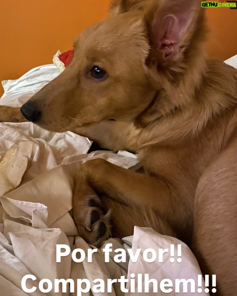 Guta Stresser - 5K Likes - O BENTO JÁ FOI ENCONTRADO, ESTÁ BEM E ESTÁ EM PAZ E PROTEGIDO ❤️
Amigos, meu novo filhote, o Bento, adotado a cerca de dois meses e já muitooooo amado por mim, fugiu ontem da casa em que estávamos hospedados para o fim de semana em Itapoá, SC.Ele fugiu ontem perto do fim da manhã e, assustado, pois é medroso, já que aparenta traumas do que deve ter sofrido antes da adoção e do resgate e tem muito medo de gente em geral, principalmente de homens, de carros, de chuva a de barulhos, tipo fogos.A ONG de que eu adotei é ótima, @adocaosos4patas.pr @sos4patas.pr e estão me ajudando, além de grupos da cidade de WhatsApp e Facebook e outros nacionais especializados em pets desaparecidos. Eu estou em frangalhos e desde ontem só faço procurar e perguntar e rezar, chorar e gritar. Desde a sua adoção que somos grudados e nunca tinha dormido uma noite sem ele, que como sempre foi muito medroso, era o lugar que desde o primeiro dia ele se sentiu mais tranquilo e confortável. O Bento é feliz comigo, eu o amo gigante e tenho certeza do amor dele por mim também. Ele se assustou com dois garotos que estavam também hospedados nessa casa de um amigo, e infelizmente alguém tinha deixado o portão aberto. Os meninos correram atrás dele para tentar pega-lo, mas ele ficou mais assustado e fugiu deles! 😫😭😩 Pode estar entocado em algum canto, ou foi acolhido por alguma boa alma, mas não pode ter evaporado! Itapoá não é uma cidade grande, mas tem muito matagal e também casas em construção e bastante conteiners e caçambas e outros lugares onde ele possa ter se escondido.
Por favor! Compartilhem!!
Estou em Guaratuba, praia adjacente a Itapoá, já no PR, na casa do primo Rodrigo e da esposa Rafa aguardando notícias e o @mattheusboeckoficial , amigo que nos hospedava, procurando em Itapoá. Grupos da cidade compartilharam e qualquer informação podem falar com o @mattheusboeckoficial por dm ou comigo através do telefone de contato que consta no meu perfil, da @paty.blanco ou dm pra mim aqui ou pra Paty no @acervodeatores 🙏🏼
Estou esperançosa, mas arrasada e desde ontem só penso em encontrar o Bento. Meu reBento
.
#gutastresser #bento #bentoeguta #itapoá #ENCONTRADO