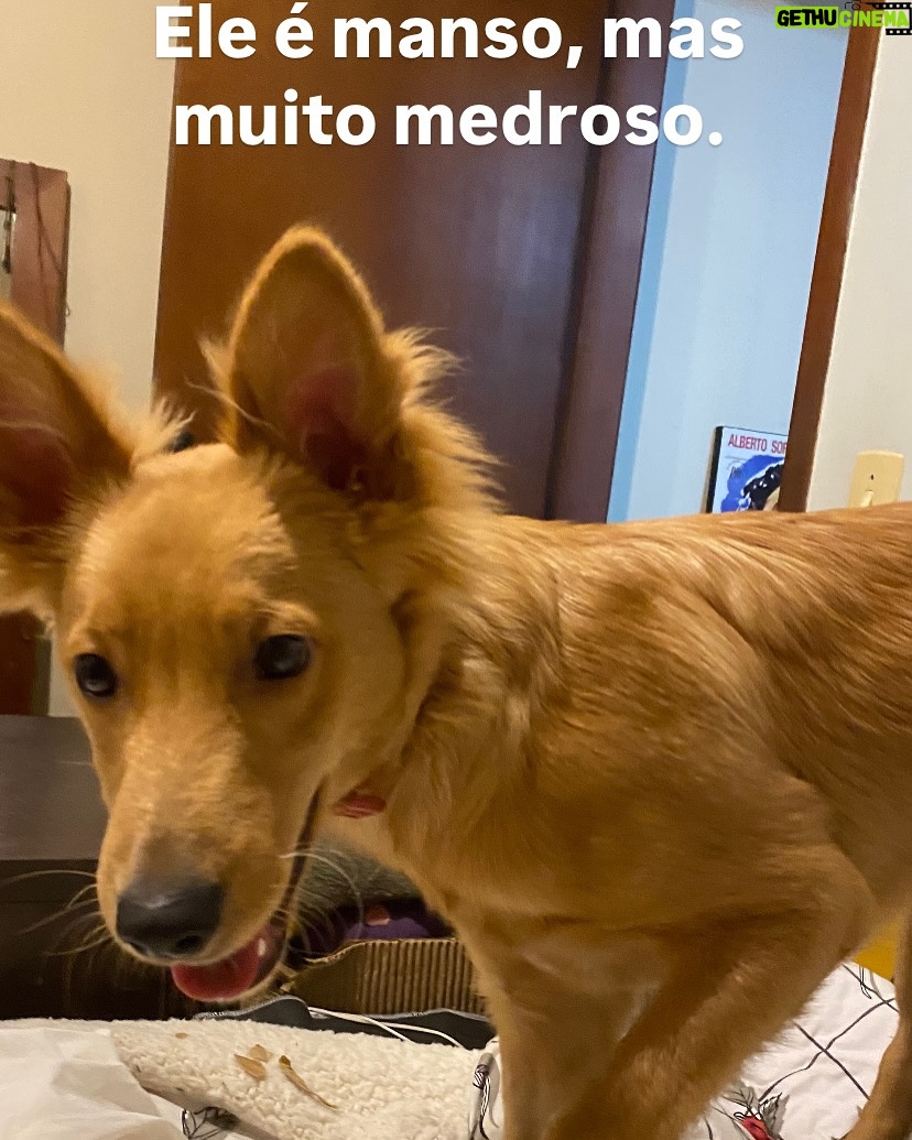 Guta Stresser - 5K Likes - O BENTO JÁ FOI ENCONTRADO, ESTÁ BEM E ESTÁ EM PAZ E PROTEGIDO ❤️
Amigos, meu novo filhote, o Bento, adotado a cerca de dois meses e já muitooooo amado por mim, fugiu ontem da casa em que estávamos hospedados para o fim de semana em Itapoá, SC.Ele fugiu ontem perto do fim da manhã e, assustado, pois é medroso, já que aparenta traumas do que deve ter sofrido antes da adoção e do resgate e tem muito medo de gente em geral, principalmente de homens, de carros, de chuva a de barulhos, tipo fogos.A ONG de que eu adotei é ótima, @adocaosos4patas.pr @sos4patas.pr e estão me ajudando, além de grupos da cidade de WhatsApp e Facebook e outros nacionais especializados em pets desaparecidos. Eu estou em frangalhos e desde ontem só faço procurar e perguntar e rezar, chorar e gritar. Desde a sua adoção que somos grudados e nunca tinha dormido uma noite sem ele, que como sempre foi muito medroso, era o lugar que desde o primeiro dia ele se sentiu mais tranquilo e confortável. O Bento é feliz comigo, eu o amo gigante e tenho certeza do amor dele por mim também. Ele se assustou com dois garotos que estavam também hospedados nessa casa de um amigo, e infelizmente alguém tinha deixado o portão aberto. Os meninos correram atrás dele para tentar pega-lo, mas ele ficou mais assustado e fugiu deles! 😫😭😩 Pode estar entocado em algum canto, ou foi acolhido por alguma boa alma, mas não pode ter evaporado! Itapoá não é uma cidade grande, mas tem muito matagal e também casas em construção e bastante conteiners e caçambas e outros lugares onde ele possa ter se escondido.
Por favor! Compartilhem!!
Estou em Guaratuba, praia adjacente a Itapoá, já no PR, na casa do primo Rodrigo e da esposa Rafa aguardando notícias e o @mattheusboeckoficial , amigo que nos hospedava, procurando em Itapoá. Grupos da cidade compartilharam e qualquer informação podem falar com o @mattheusboeckoficial por dm ou comigo através do telefone de contato que consta no meu perfil, da @paty.blanco ou dm pra mim aqui ou pra Paty no @acervodeatores 🙏🏼
Estou esperançosa, mas arrasada e desde ontem só penso em encontrar o Bento. Meu reBento
.
#gutastresser #bento #bentoeguta #itapoá #ENCONTRADO