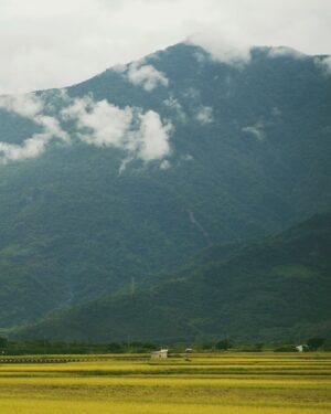 Hebe Tien Fu-chen Instagram - 姍姍來池的紀錄🌾🎤🧡😛直式照篇📷

在大自然裡，自然一切都無所遁形。
休想，也無需矯飾。

狂風暴雨、雲開霧散、撥雲見日，皆有時。

只管享受隨遇而安、自由自在、放飛自我的快意。

有時得意忘形而忘詞的腦、翻船的腳；
有時情緒洶湧而唱濕自己的眼睛；
有時風和日麗而汗濕如雨的身體。

只能坦然接受真實自然的自己。
（還練就不到“欣然”接收的程度）

謝謝我愛的人，和愛我的人，無論風雨或天晴，都如約相聚在縱谷山嵐的懷抱裡，在美麗的金黃稻浪間，讓我留下此生難忘的回憶。

有你們一起，
雨水、汗水、淚水都甘甜，豐潤我心田。

謝謝池上秋收，
讓我領受大自然的教導，
也享受著大自然的包容。

感恩池上的所有，
謝謝有愛、踏實又團結的池上鄉親朋友。

願這片土地一切安好。

#姍姍來池
#池上秋收
#直式照篇🤪

📷by @s.tungphoto