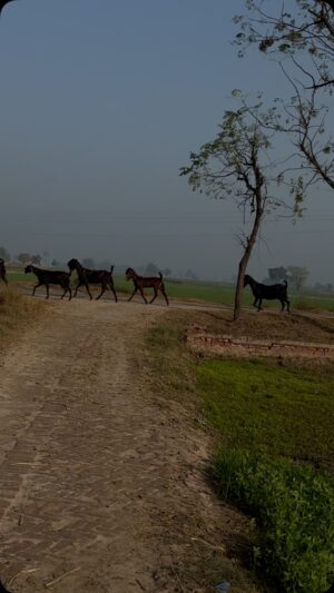 Ihana Dhillon Instagram - Jindagi yu gale aa lagi hai 😍 
#punjab #heaven #winters #punjabikudi #apnapunjab #instagood #trendingvedios #ihanadhillon