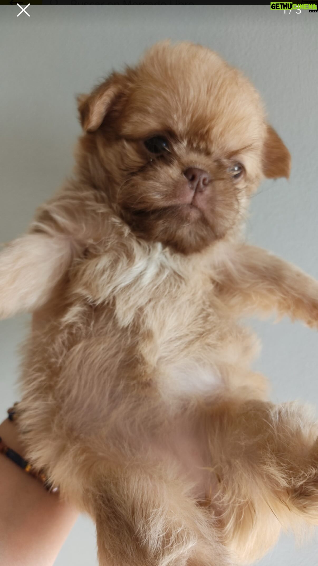 Ingrid Cruz - 18.7K Likes - Donde caben 3 caben 4!!!!
Bienvenida Magaly
Peka ,Danilo y Ramiro te van a amar ♥️
@clubdeperrosygatos.cl amo su cama y su peluche !!!
Nueva guagua en el hogar !!!
Soy abuela ♥️♥️♥️
Magaly