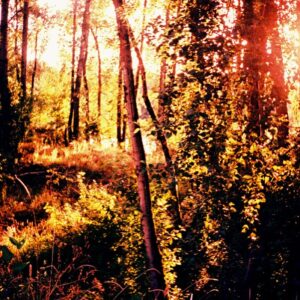 Jena Malone Instagram - Fall
You touch me 
In all the right ways

I love your bare
Broken limbs
In a Mess of growth in my yard

I long to be heralded
For the same