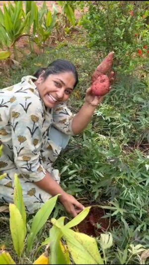Jhansi Instagram - Sweet potato 🥔 harvest. 
They are so easy to grow . I used them as a cover crop on my bunds. They are great in weed control and make a natural mulch.