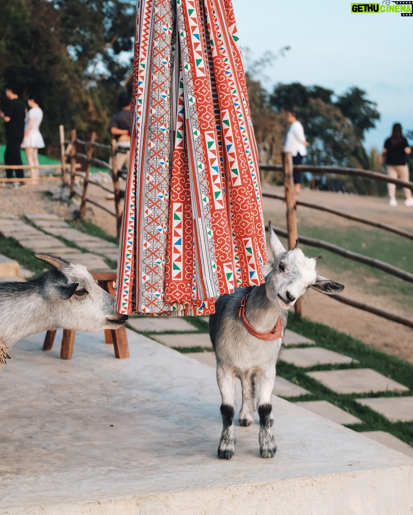 Joey Leong - 7.8K Likes - 2025 kicked off with
work cranked up to the max
the busier it gets
the more these travel memories shine
till next round ᯓ ✈︎
swipe to find the sheep with a ♡ on its forehead
did she find me, or I found her? either way, cute
#monjam #joeyleonginchiangmai #goinguphill