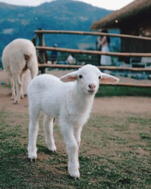Joey Leong Instagram - 2025 kicked off with 
work cranked up to the max

the busier it gets
the more these travel memories shine
till next round ᯓ ✈︎

swipe to find the sheep with a ♡ on its forehead
did she find me, or I found her? either way, cute

#monjam #joeyleonginchiangmai #goinguphill