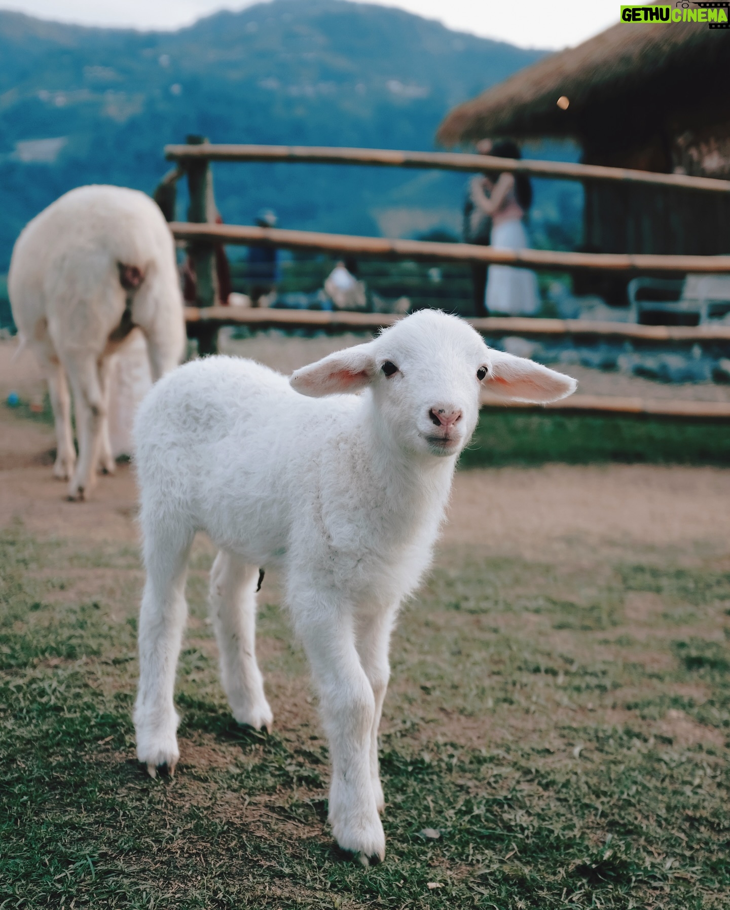 Joey Leong - 7.8K Likes - 2025 kicked off with
work cranked up to the max
the busier it gets
the more these travel memories shine
till next round ᯓ ✈︎
swipe to find the sheep with a ♡ on its forehead
did she find me, or I found her? either way, cute
#monjam #joeyleonginchiangmai #goinguphill