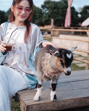 Joey Leong Instagram - 2025 kicked off with 
work cranked up to the max

the busier it gets
the more these travel memories shine
till next round ᯓ ✈︎

swipe to find the sheep with a ♡ on its forehead
did she find me, or I found her? either way, cute

#monjam #joeyleonginchiangmai #goinguphill