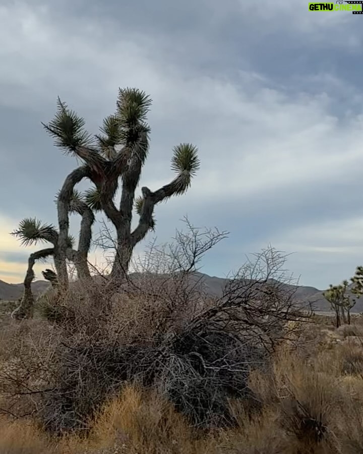 Julie Benz - 7.2K Likes - To the tune of Jingle Bells 🔔 “Hiking through Joshua Tree, in matching family onesies, over the hills we went, being laughed at by everyone.. ha ha ha” 🎶 🤪 = Best Christmas Day Ever!!!! 🤩🎅🌵🎄