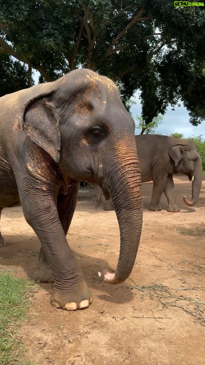 Julie Bertin - 7.5K Likes - Retour sur cette journée au @samuielephantsanctuary 🐘💚. Un refuge pour les éléphants rescapés de maltraitances, où ils retrouvent peu à peu paix et liberté.
* * La grandeur de cet animal, sa douceur contrastant avec sa force physique, touche souvent à quelque chose de très intime .. j’ai eu la chance de croiser son regard, je ne pourrai pas vous expliquer cette sensation, le temps s’est arrêté j’ai pleuré, Il y a dans cette rencontre une dimension d’émerveillement, comme si on se connectait à une sagesse ancestrale. Un vrai sentiment d’humilité et de respect face à un être d’une telle majesté 🐘 . Encore un joli rêve de réalisé 🤍💫