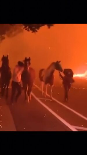 La Toya Jackson Instagram - La is burning 🔥 Lets pray for all those who have lost their homes in these devastating horrific fires.
Thank you to the firefighters who are risking their lives trying to save as much as possible.
#lafires #hollywoodhillsfire #EatonFire #PalisadesWildfire #MalibuFire #altadenafire #fires