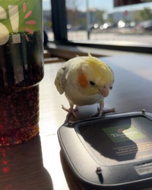 Lexi Rabe Instagram - Made a friend today @panerabread #cutest bird ever! When an unexpected surprise at Panera Bread!