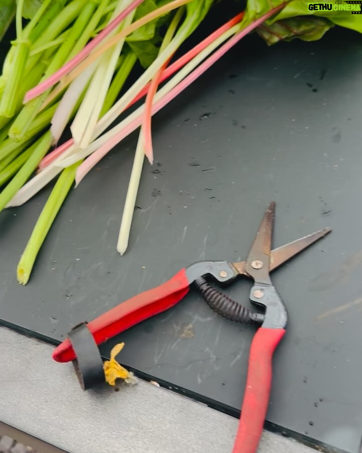 Maggie Q - 19.9K Likes - First harvest of the New Year! When I work in my greenhouse I lose all space and time. I can garden until the sun goes down. I hope in 2025 you can indulge in something you love so much, it takes no effort. ♥️🥬🥕🌽🥒🍅🥑🍊❤️