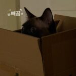 Moon Sua