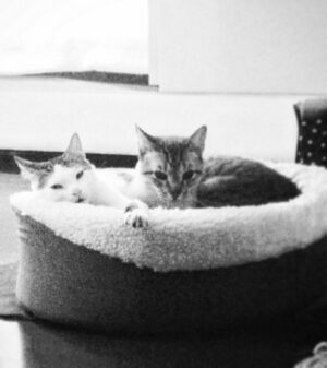 Natalia Reyes Instagram - 💔 🐈 👼 Cómo despide uno a alguien después de 22 años? Mi viejito Bartolo hoy dejó este plano después de nada menos que 22 años de camino juntos, un gato que era parte de la familia, testigo fiel, amoroso, paciente y silencioso de nuestra historia 🤍 GRACIAS por tanto, te amaremos para siempre, Rayo te va a extrañar ⚡️gracias eternas a @giraldo__l por habernos dado esta dosis tan larga de amor. Buen viaje Bartolito💫 

•

💔 🐈 👼 How does one say goodbye to someone after 22 years? My old Bartolo left this world today after no less than 22 years of walking together, a cat who was part of my family, a faithful, loving, patient and silent witness to our history 🤍 We’ll always love you, Rayo will miss you ⚡️ eternal thanks to @giraldo__l for having given us this long dose of love. Fly high, Bartolito💫