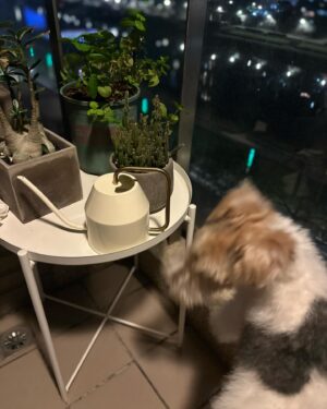 Nikki Hsieh Instagram - 剛準備拿零食的同時 無意識的對著幾天沒見的Cooper說：
「我知道你可以沒有我，但我不能沒有你。」
說完之後，嗯⋯我被制約了⋯⋯
恩
這句話是我人生第一次對一個生命說
也會是我的最後一次
再也沒有了
太沒出息的一句話了！