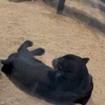 Paparwadee Chansamorn
