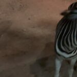 Paparwadee Chansamorn