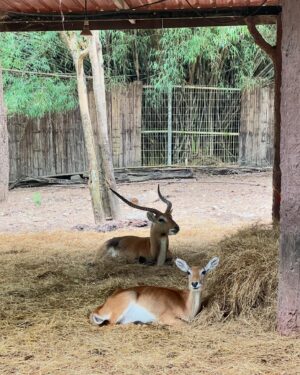 Pattarasaya Kreursuwansiri Instagram - ประทับใจน้องๆน่ารัก น่าเอ็นดูสุดๆ อากาศก็ดี๊ดี😍👏🏻🦏🦒🦥🦓🦘🦩 #chiangmainightsafari