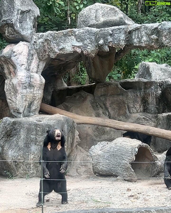Pattarasaya Kreursuwansiri - 21.3K Likes - ประทับใจน้องๆน่ารัก น่าเอ็นดูสุดๆ อากาศก็ดี๊ดี😍👏🏻🦏🦒🦥🦓🦘🦩 #chiangmainightsafari