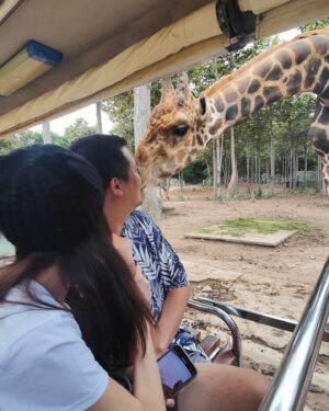 Pattarasaya Kreursuwansiri Instagram - ประทับใจน้องๆน่ารัก น่าเอ็นดูสุดๆ อากาศก็ดี๊ดี😍👏🏻🦏🦒🦥🦓🦘🦩 #chiangmainightsafari