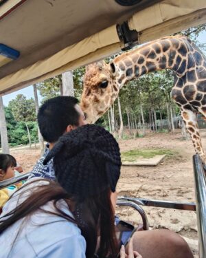 Pattarasaya Kreursuwansiri Instagram - ประทับใจน้องๆน่ารัก น่าเอ็นดูสุดๆ อากาศก็ดี๊ดี😍👏🏻🦏🦒🦥🦓🦘🦩 #chiangmainightsafari
