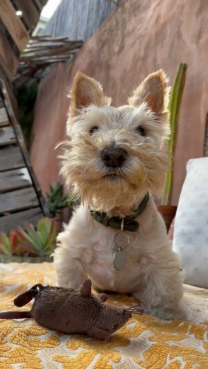 Poh Ling Yeow Instagram - 🍞 🐭 = ♥️

#scottie #scottiesofinstagram #scottishterrier #scottishterriersofinstagram #wheatenscottie  #rhinoandtim #dogsofinstagram