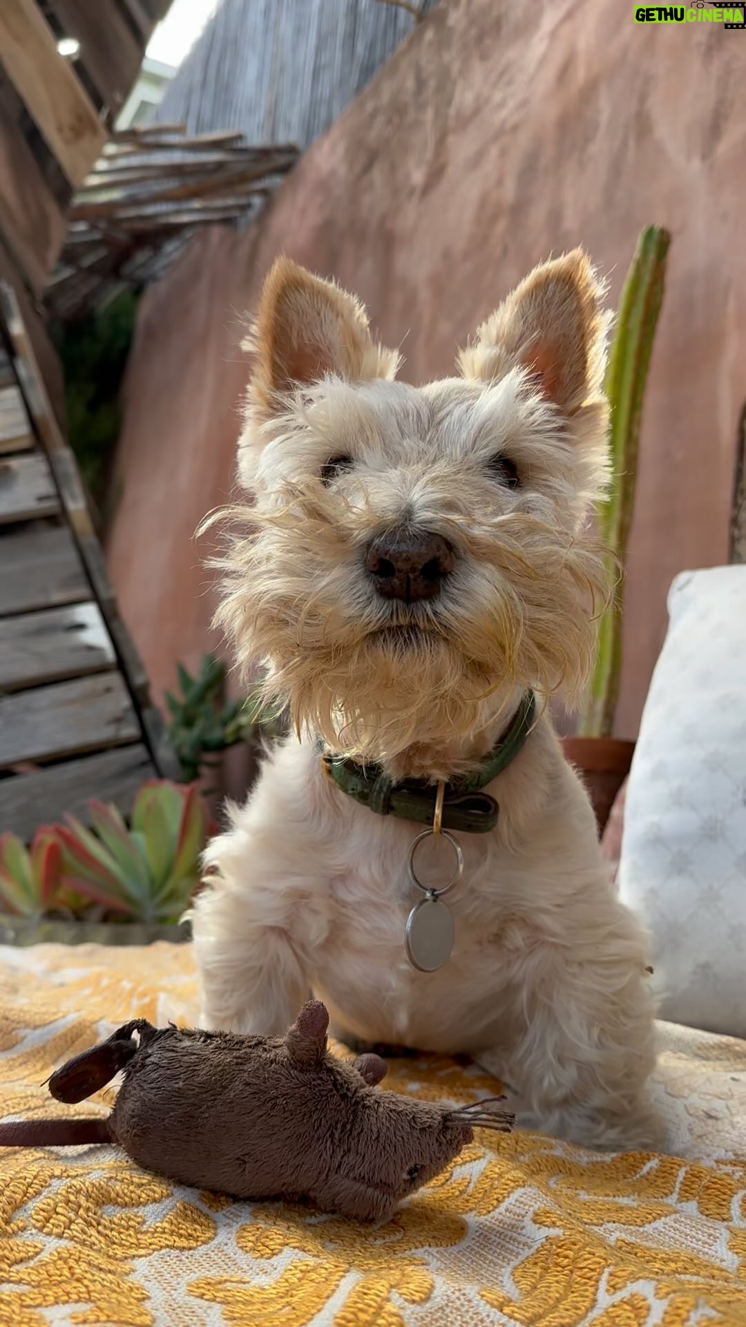 Poh Ling Yeow - 8.3K Likes - 🍞 🐭 = ♥️
#scottie #scottiesofinstagram #scottishterrier #scottishterriersofinstagram #wheatenscottie #rhinoandtim #dogsofinstagram