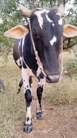 Ratan Raajputh Instagram - Inspection Chalu Aahe😬🐂
#cow #naturelovers #wild #newoffice #villagelife #maharashtra #jaibharat #रामभरोसे✨😇