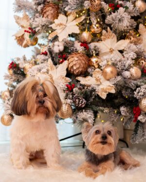 Rayanne Morais Instagram - Nossa família deseja à sua família um Feliz Natal! 🎄

Que o nosso Senhor Jesus Cristo esteja presente em seu lar e em sua família, assim como na nossa.
Que este Natal seja uma verdadeira celebração da vinda de Jesus.
Viva plenamente a vida que nos foi dada por meio d’Ele. 

#felizNatal #nasceuosalvador #jesuscristovive #familiadedeus