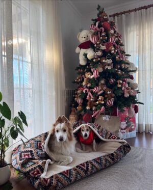 Rita Pereira Instagram - É para postar foto pirosa de Natal 2024 em família ao lado da árvore?! Entregue! 😂🎄

#natal2024 #family #christmas #love #present